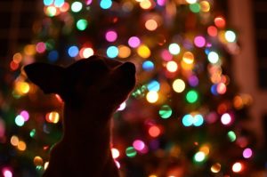 Pet Friendly Holiday Accommodation